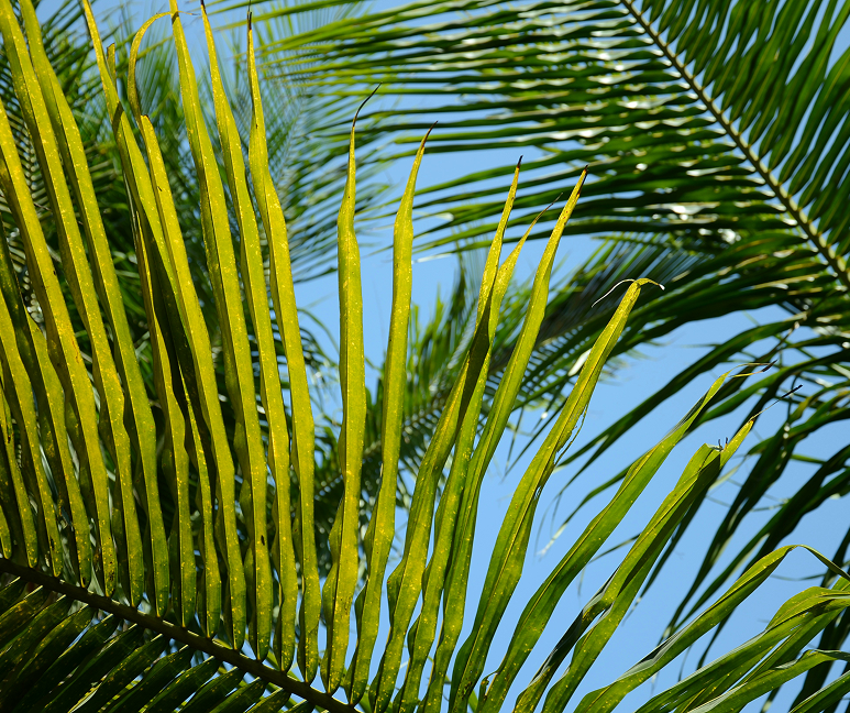 Sustainable Palm